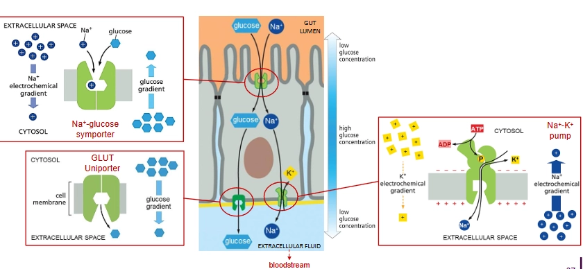 <p>Lining the gut lumen are epithelial cells, each separated by tight junctions (so glucose can’t go between them).</p><p>Na+ driven glucose <em>symporter</em> on the apical domain brings Na+ and glucose into the cell, then Na+ - K+ pump and passive glucose uniport (GLUT Uniporter) on the basal domain remove Na+ and glucose from the cell.</p>