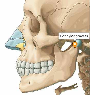 <p>condylar process</p>