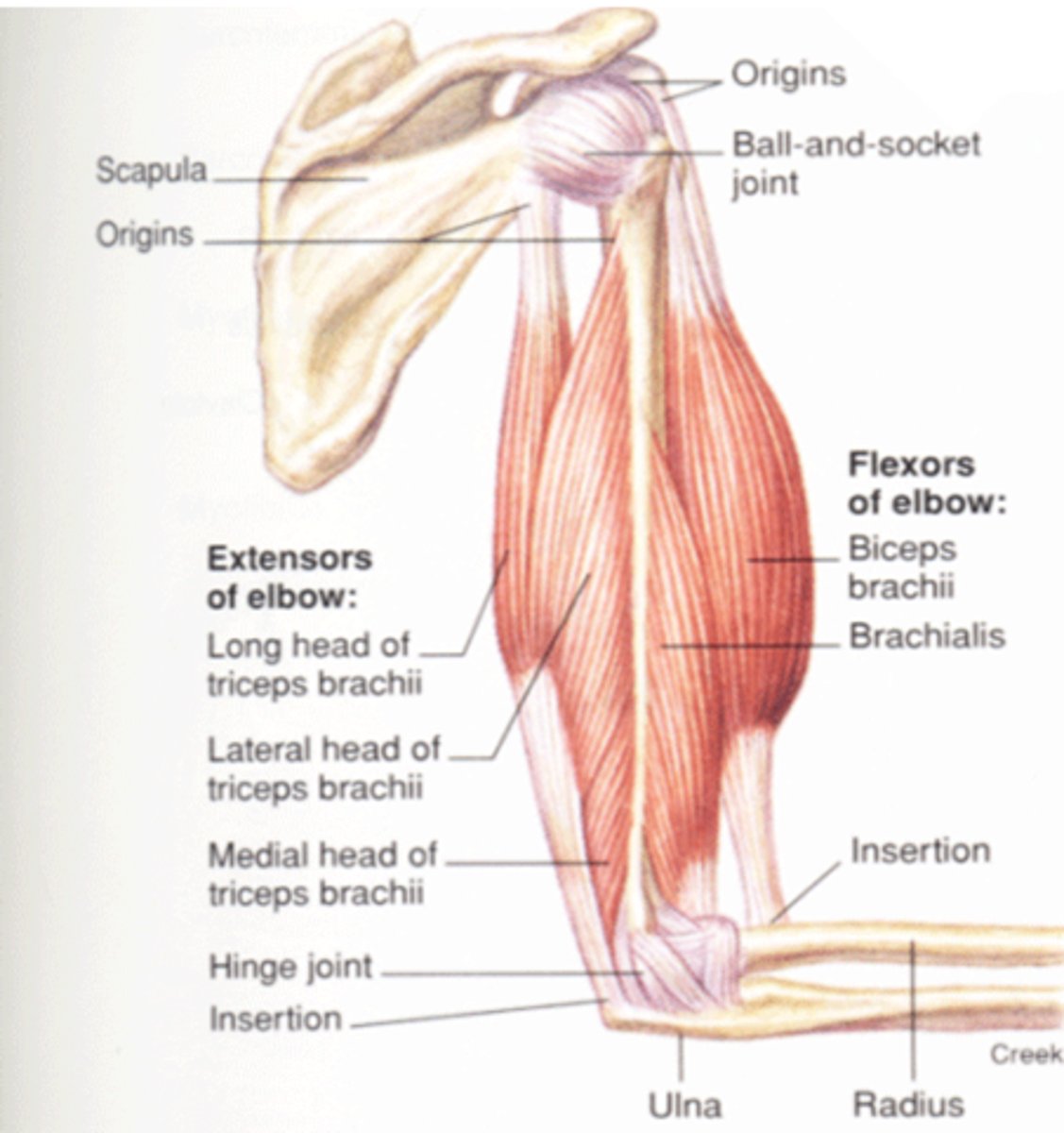 <p>Large, fleshy muscle</p><p>Only muscle in posterior compartment of arm</p><p>Three-headed origin</p><p>*Powerful forearm extensor</p>