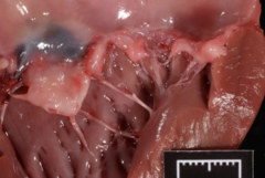 <p>Case: Mixed breed dog, 12-year-old, male castrated Presented for sudden death</p><p>Morphologic diagnosis?</p>