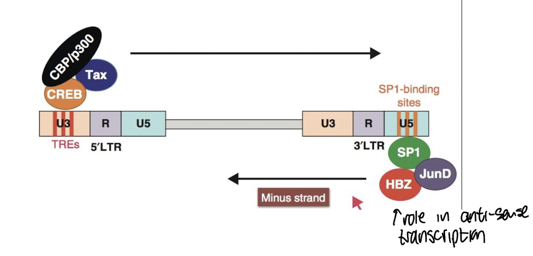<p><strong>Tax1 activates viral gene expression via the CREB pathway which is involved<u> in regulating cell growth and differentiation,</u> </strong><span style="color: green;"><strong>thereby enhancing the transcription of HTLV-1 genes. </strong></span></p>