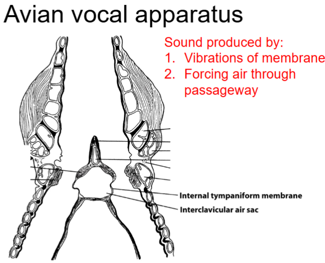 <ul><li><p>Vibrations of the membrane</p></li><li><p>Forcing air through passageway</p></li></ul><p></p>