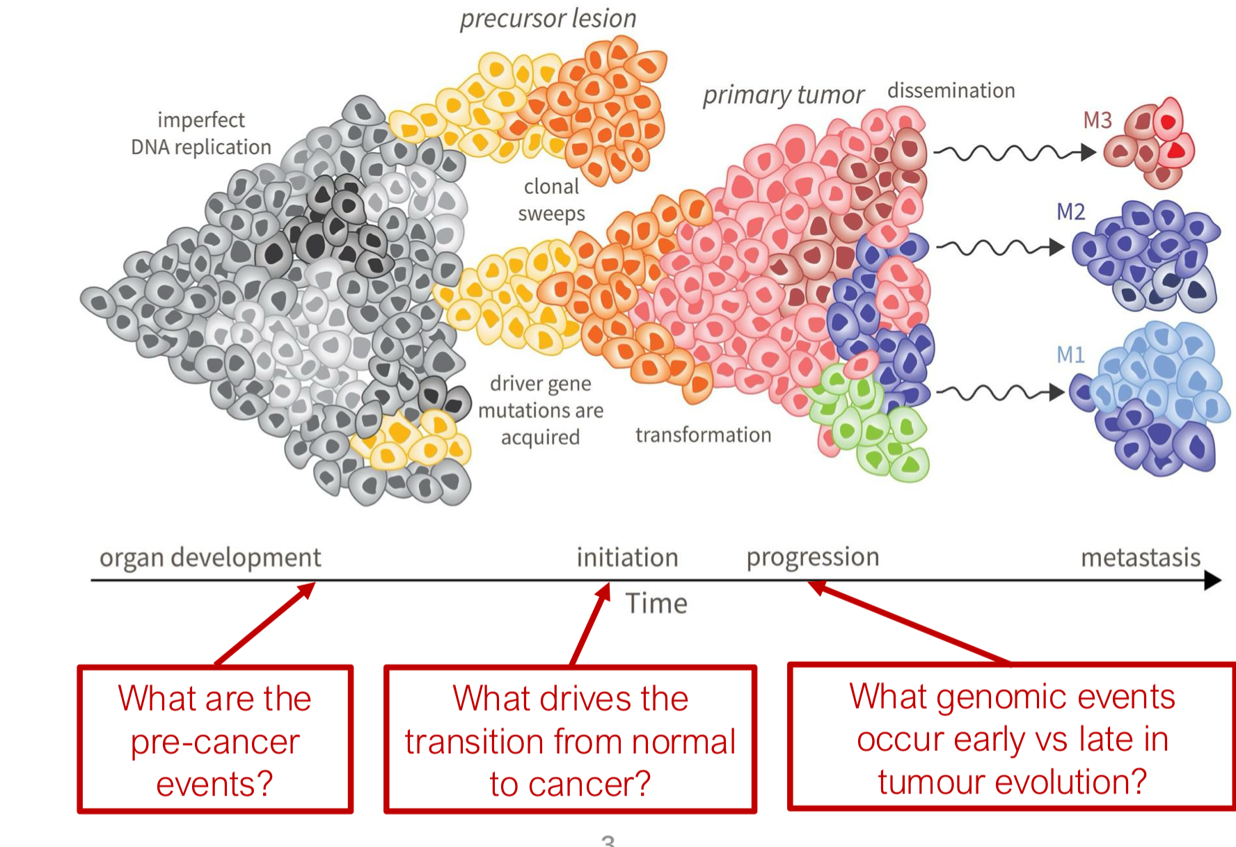 <ul><li><p>what are the pre-cancer events?</p></li><li><p>what drives the transition from normal to cancer?</p></li><li><p>what genomic events occur early vs late in tumor evolution?</p></li></ul><p></p>