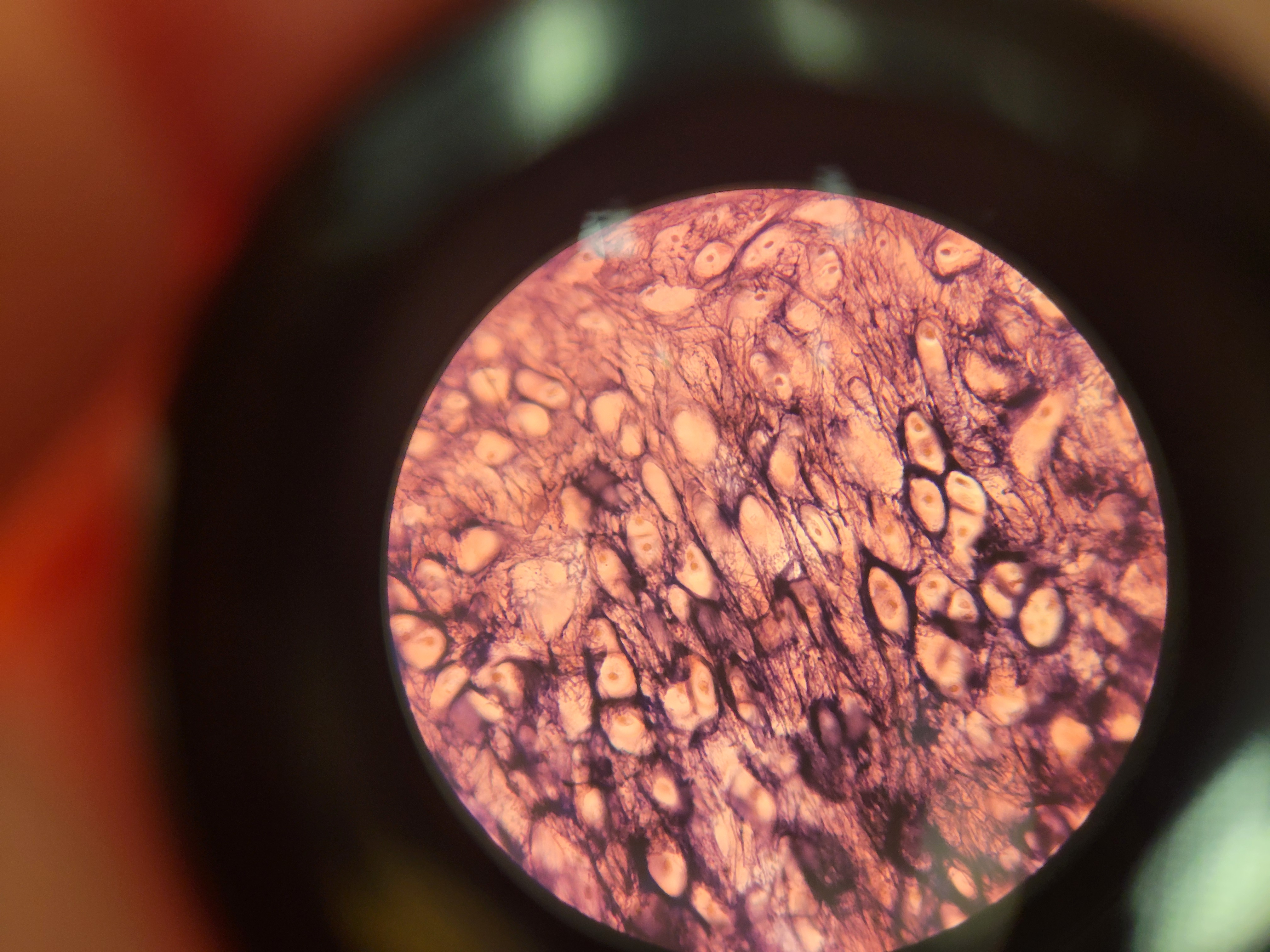 <p>What is shown?</p>