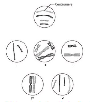 <p>The unlettered circle at the top of the accompanying figure shows a diploid nucleus with four chromosomes that have not</p><p>yet replicated. The circles labeled 1 to 5 show various combinations of these chromosomes.</p><p>Which chromosomal configuration would be observed in one daughter cell after telophase of mitosis? </p><p>A) IV </p><p>B) III </p><p>C) II </p><p>D) V</p>