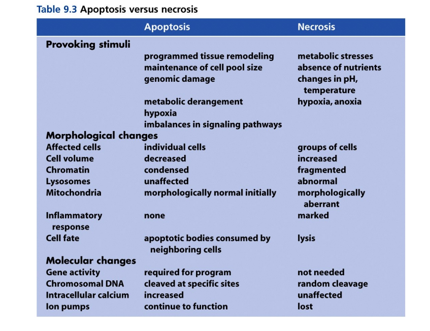 <p><span style="background-color: transparent;"><strong>Necrosis: NOT Programmed Cell Death</strong></span></p>