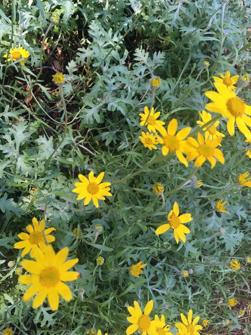 <p>Oregon Sunshine</p>