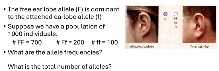 <p>calculating allele frequency example</p>