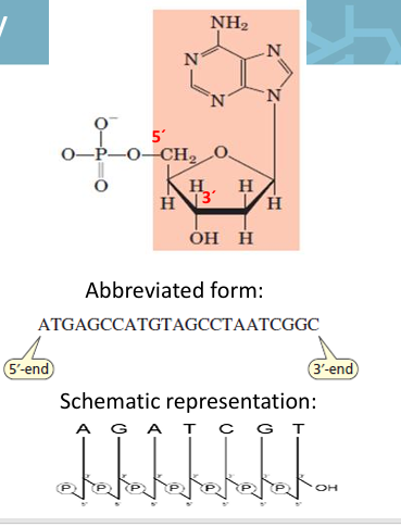<ul><li><p>The <strong>primary structure</strong> is the <strong>linear sequence of nucleotides</strong>.</p></li><li><p>Nucleotides are linked by <strong>phosphodiester bonds</strong> forming a polymer.</p></li><li><p>The <strong>order of bases</strong> determines the genetic information.</p></li><li><p>The sequence is always written in the <strong>5′ → 3′ direction</strong>.</p></li></ul><p></p>