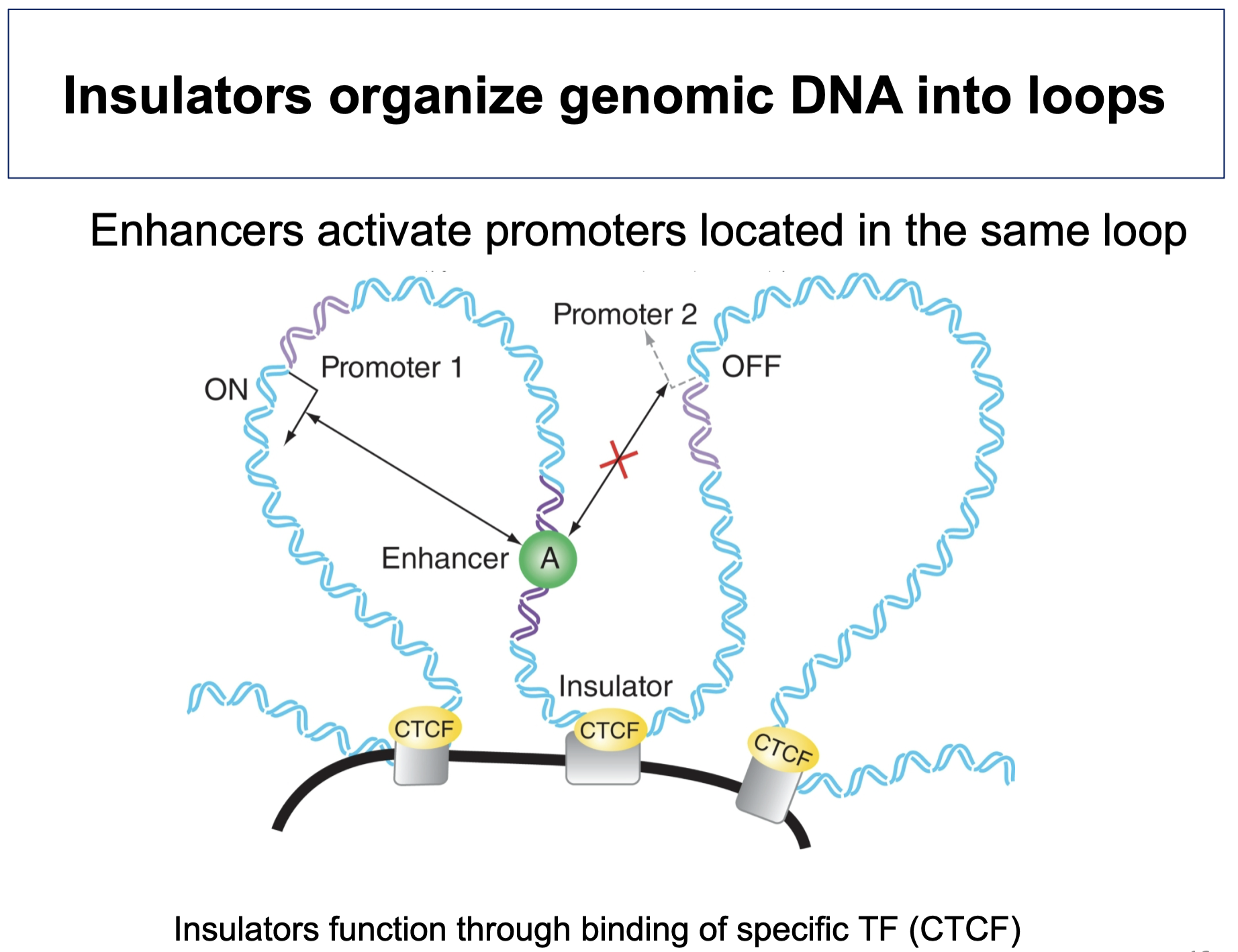 <p><span style="background-color: transparent;">binds DNA ft. zinc fingers</span></p><ul><li><p><span style="background-color: transparent;">establishes TADs</span></p></li><li><p><span style="background-color: transparent;">binds insulator sequences → DNA loops wherein enhancers can only activate promoters in same loop</span></p></li></ul><p></p>