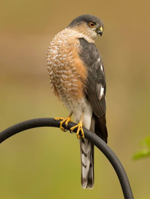 <p>the smallest hawk. Short round wings. Adults gray above w pale orange barring below/underwing. immatures are browner and streakier. smaller head, more squared off tail, small feet).</p><p>Breeds in extensive forests. Feeds mainly on birds capture in flight, often stalks feeders for prey.</p><p>Length: 9-14 in. Wingspan 16-26 in.</p>