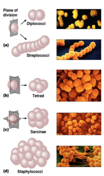 <p>Which bacterial shape is spherical?</p><p>A. Bacillus</p><p>B. Spirillum</p><p>C. Coccus</p><p>D. Vibrio</p>