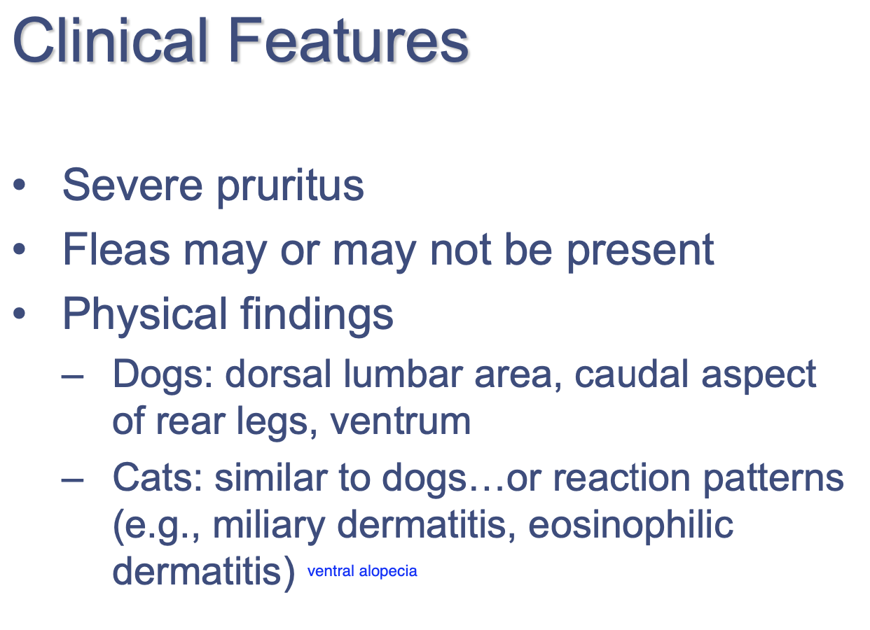 <p>Severe pruritus.</p><p>+/- fleas present.</p>