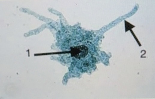 term image
