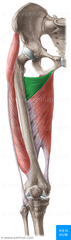 <p>What muscle is this?</p>