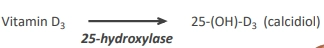 <p>most vitamin D gets converted. 25-hydroxylase converts vitamin D to active form (vitamin D3) - 25-hydroxyvitamin D3 (25-(OH)-D) and secreted into the blood circulation </p>