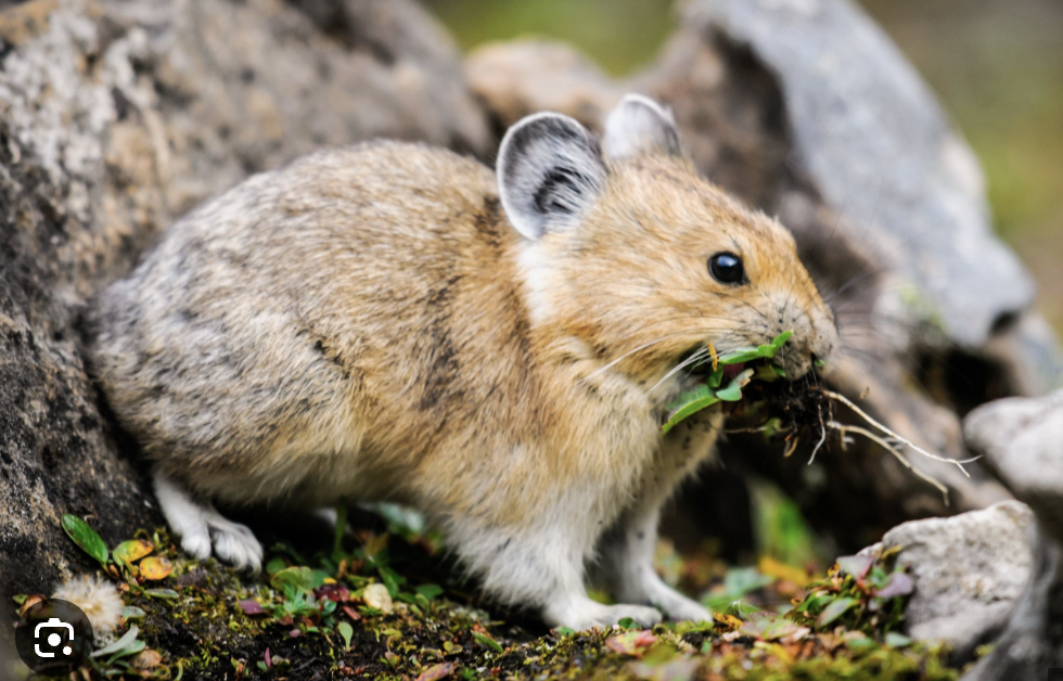 <p>Ochotona Princeps</p><p>Ochotonidae</p><p>Lagomorpha</p><p>Euarchontoglires</p><p>Eutheria</p><p>Theria</p><p>Mammalia</p>