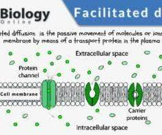 <p>passive transport of molecules down their gradient, assisted by transmembranic proteins</p>