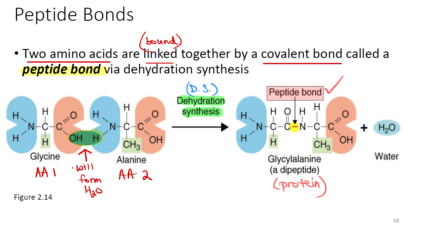 <p>Peptide bond — formed via dehydration synthesis (H₂O released) — analogous to the glycosidic bond in carbohydrates.</p><p></p><ul><li><p><strong>Peptide bond</strong> = links amino acids → forms proteins.</p></li><li><p><strong>Glycosidic bond</strong> = links monosaccharides → forms carbohydrates.</p></li></ul><p></p>