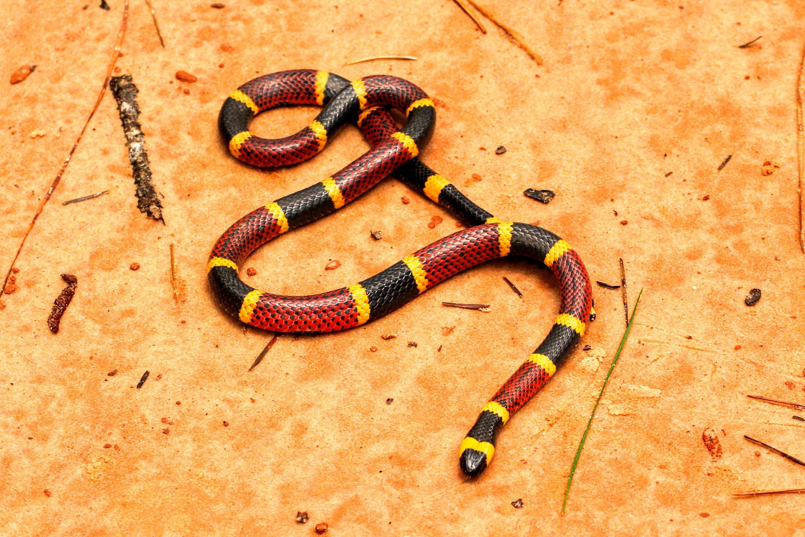 <p>Family Elapidae. Found in Southern U.S. through Central and South America</p>