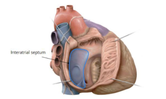 <p>the wall between the left and right atria </p>