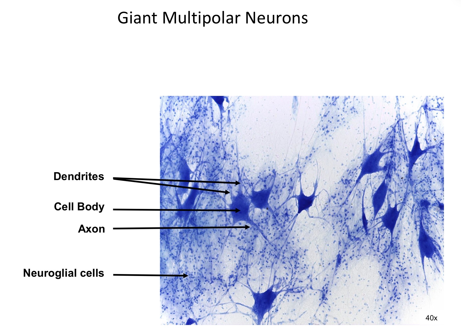 <ol><li><p>Dendrites </p></li><li><p>Cell body</p></li><li><p>Axon</p></li><li><p>Neurological cells</p></li></ol><p></p>