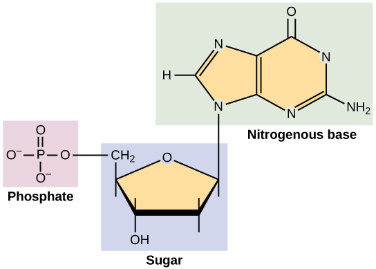 <p>What biomolecule has such structuring?</p>