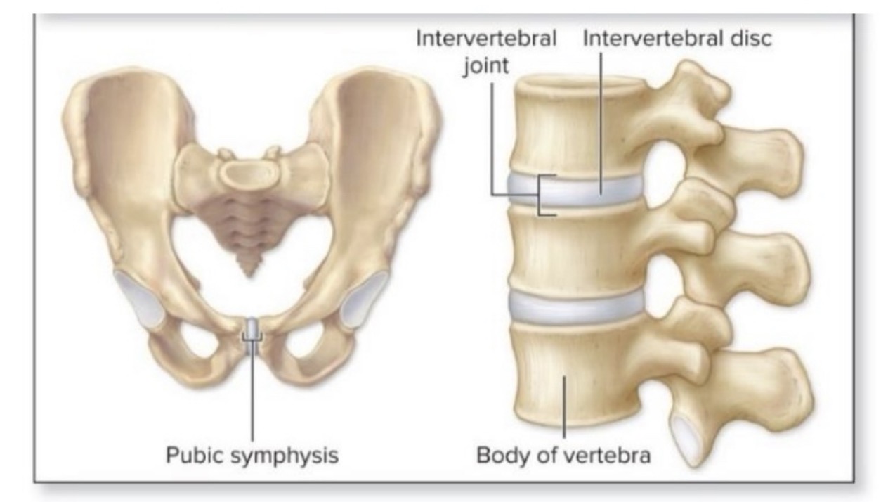 <p>symphysis subgroup</p>