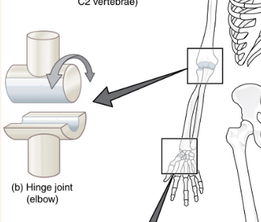 <p>Flexion and extension only; elbow</p>