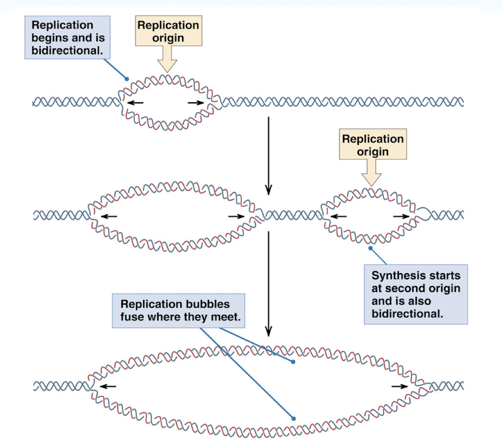 <p>replication begins at replication origin and is bidirectional</p><p>multiple replication bubbles can exist and they will fuse once they meet</p>