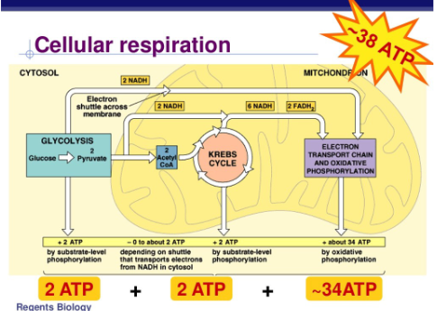 <ul><li><p>cell respiration and production of ATP</p><ul><li><p>glycolysis (cytoplasm)</p></li><li><p>citric acid cycle (mitochondrial matrix)</p></li><li><p>electron transport chain (inner mitochondrial membrane)</p></li></ul></li></ul><p></p>