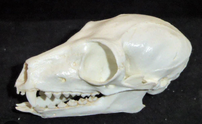 <p>Upper: 2/1/3/3/</p><p>Lower: 2/1/3/3 (sometimes this varies in lemurs)</p>