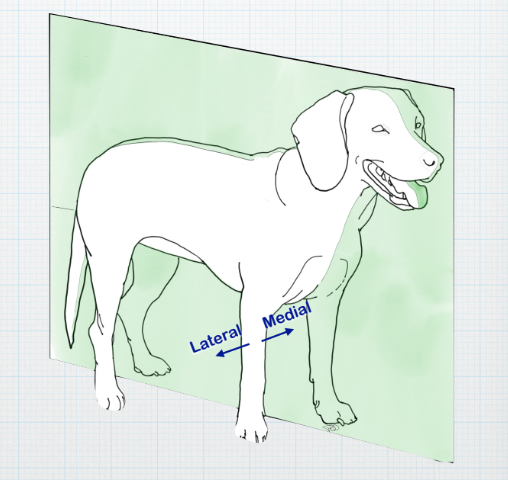 <p>Away from midline </p>