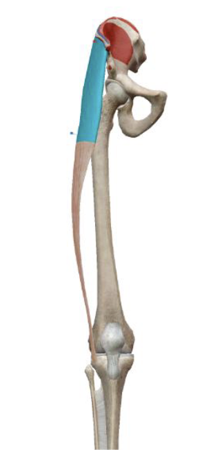 <p>which muscle and action is this</p>