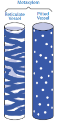 <p><span>Mature parts – lignin arranged in a reticulate or pitted pattern. Pitted – contains pits to allow movement of water between adjacent vessels and cells, Pits - </span><mark>unthickened depression in a plant's cell wall</mark><span>. thin spots allow adjacent cells to communicate and exchange water, nutrients</span></p>