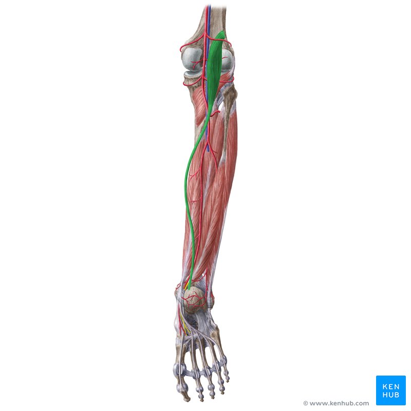 <p>What muscle is this?</p>