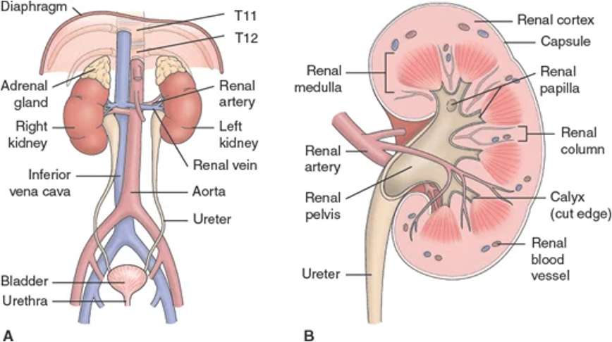<p>Structures include kidneys, ureters, bladder, and urethra </p>