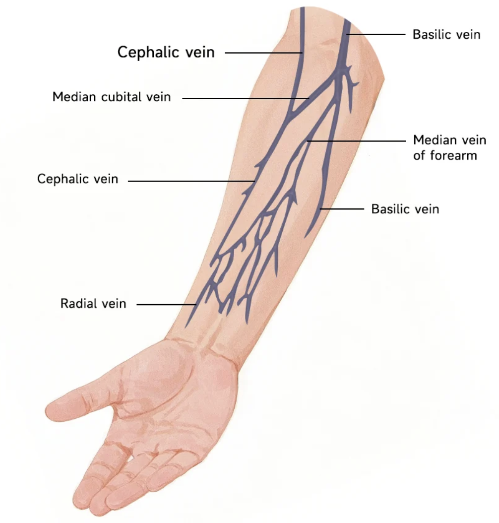 <ul><li><p>Cephalic vein</p></li><li><p>Median cubital vein</p></li><li><p>Median vein of forearm</p></li><li><p>Radial vein</p></li><li><p>Basilic vein</p></li></ul><p></p>