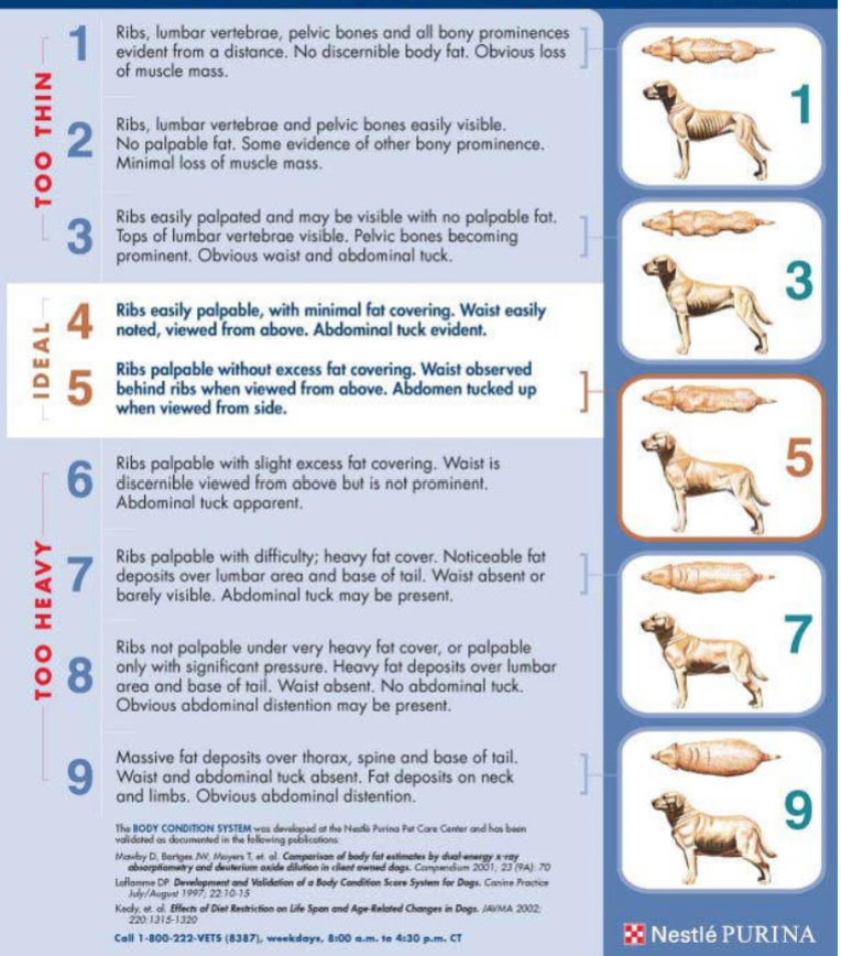 <p>1-9 scale</p><p>4-5 is ideal - ribs easily palpable, minimal fat covering, waste easily noted/ viewed from above. Abdominal tuck </p>