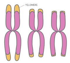 <p>prokaryotes; eukaryotes</p>