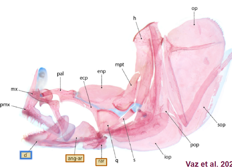 <p>lower jaw: has teeth</p>