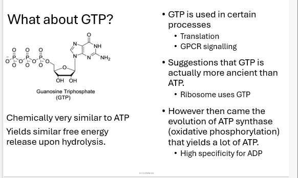 <ul><li><p>similar to ATP but with Guanine nitrogenous base instead of Adenine. otherwise the same (Ribose + TriPhosphates with neg charges)</p></li><li><p>use dominates some processes (Eg Tsln, GPCR signalling) with a similar function to ATP (releases free energy upon hydrolysis to release Phosphate)</p></li><li><p>therefore may have been an ancient precursor to ATP (utilised by the Ribosome, present early in cell chemistry?)</p></li><li><p>but now, ATP Synthase in Central Metabolic processes (may have evolved after, arising oxidative phosphorylation), has high specifity for ADP to form ATP (high yeidls, adaptive advantage), so it outweighs GTP usage</p></li></ul><p></p>