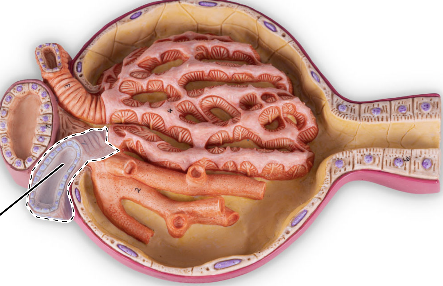 term image