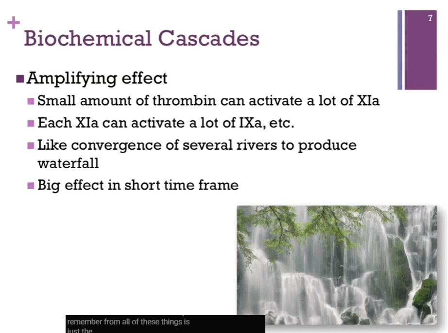 <p>There’s an amplifying effect in the biochemical cascades. </p>