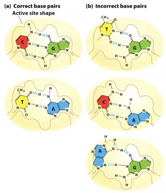 <p>Error in replication can introduce <strong>mutation</strong> into <strong>genome</strong> permanently, passing it onto subsequent daughter cells</p><p>Average <em>E. coli</em> (4.6 × 10<sup>6</sup> bp) has <strong>mutation rate</strong> of 1bp in 10<sup>9</sup>-10<sup>10</sup> bp (1 error per 1,000-10,000 replications)</p><p>DNA pol active site restricts base pairing to <strong>“Watson-Crick-Franklin” bp</strong>; referred to as <strong>Presynthetic error control</strong> (Does this nt fit into this active site?)</p><p>DNA pol adds wrong base every 10<sup>-4/-5</sup></p>