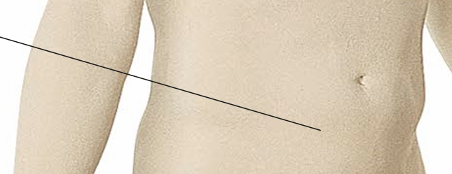 <p><strong>ventre</strong></p>