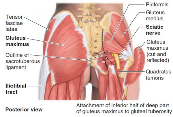 <ul><li><p>a large, fan shaped muscle in the posterior hip extending from the ilium to the proximal femur</p></li><li><p>acts on the hip joint to produce internal rotation of the thigh with its anterior part, and abduction of the thigh with the whole muscle</p></li><li><p>stabilizes the pelvis while standing or walking</p></li></ul><p></p><p>origin → gluteal surface of ilium (between anterior and posterior gluteal lines)</p><p>insertion → lateral aspect of greater trochanter of femur</p><p>action → thigh abduction at the hip joint, thigh internal rotation at the hip joint (anterior part), pelvis stabilization</p><p>innervation → superior gluteal nerve (L4-S1)</p><p>blood supply → deep branch of superior gluteal artery, trochanteric anastomosis </p>
