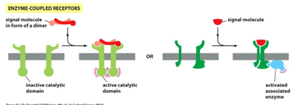 <p>The receptor itself can act as an enzyme or associate with enzymes in the cell.</p>