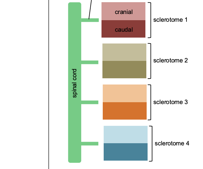 <p>the sclerotome portion of each somite undergoes this process. </p><p>A single <strong>sclerotome</strong> from one single somite will be further divided into <span style="color: red;">cranial</span> and <span style="color: blue;">caudal </span><span>region.</span></p><p><span><u>Each vertebrae is formed from the fusion of the caudal half of one somite and the cranial half of its neighbor</u></span></p>