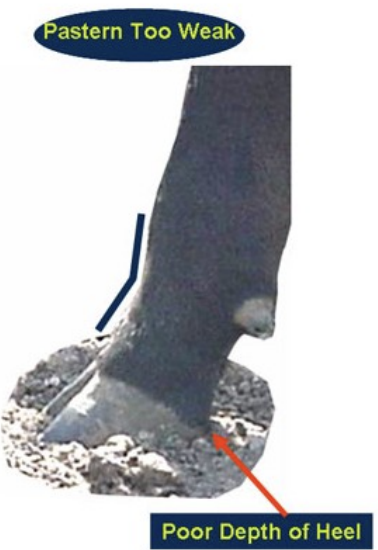 <p>poor heel depth</p><p></p>